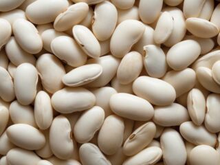 extrait haricot blanc