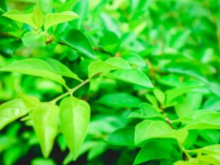 gymnema sylvestre perte de poids