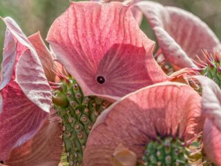 hoodia gordonii