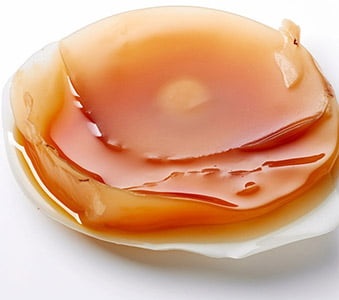 mère kombucha photo