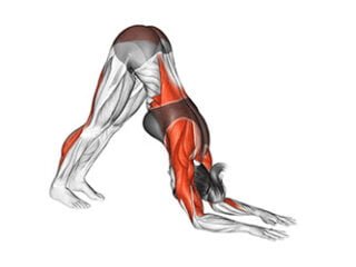 ardha pincha mayurasana posture du dauphin asana yoga