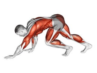marche de l'ours bear crawl exercice cardiovasculaire cardio aerobie abdominaux training