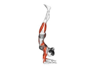 posture yoga avant-bras dauphin tete en bas pose coude maintenir bienfaits