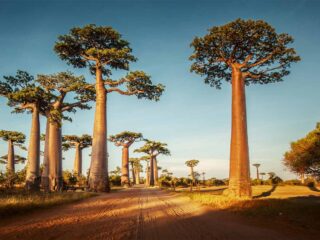 baobab fruit bienfait