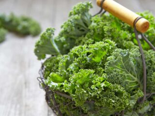 chou kale frise brassicacee