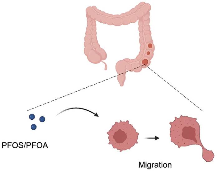 pfas pollutants cancer metastase