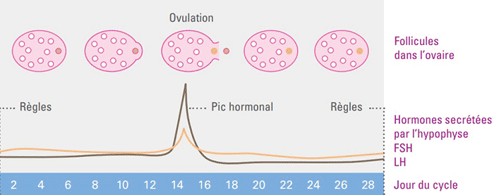 Cycle menstruel sans SOPK
