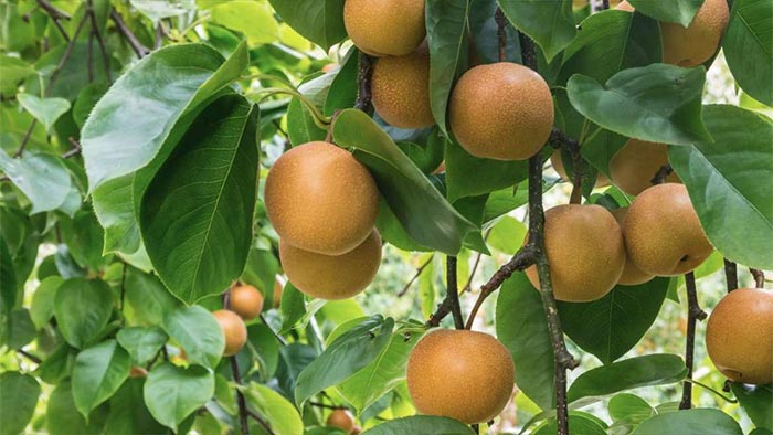 poirier chinois nashi