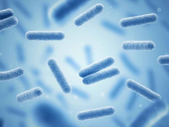 clostridium butyricum bacterie intestin microbiote butyrate sante digestion immunite cerveau humeur probiotique