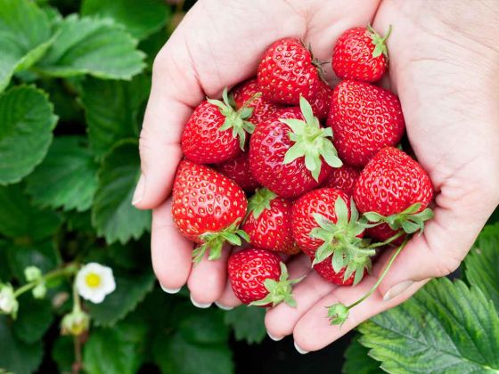 fraises sante cerveau memoire humeur age declin cognitif etude nutrition prevention alzheimer