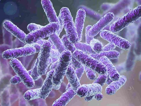 le microbiote intestinal, un allié insoupçonné pour réduire le cholestérol