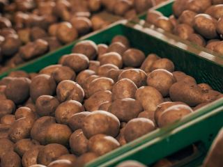 etude norvege pommes de terre bouillies consommation elevee benefices sante cardiovasculaire