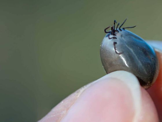 tique geante en france