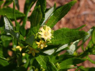 fadogia agrestis plante medicinale africaine racines feuilles baies alcaloides saponines tanins flavonoides aphrodisiaque