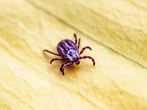 nouveau test diagnostic rapide maladie lyme