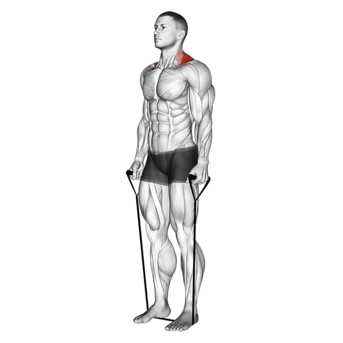 shrugs bande elastique trapeze dos posture exercice musculation