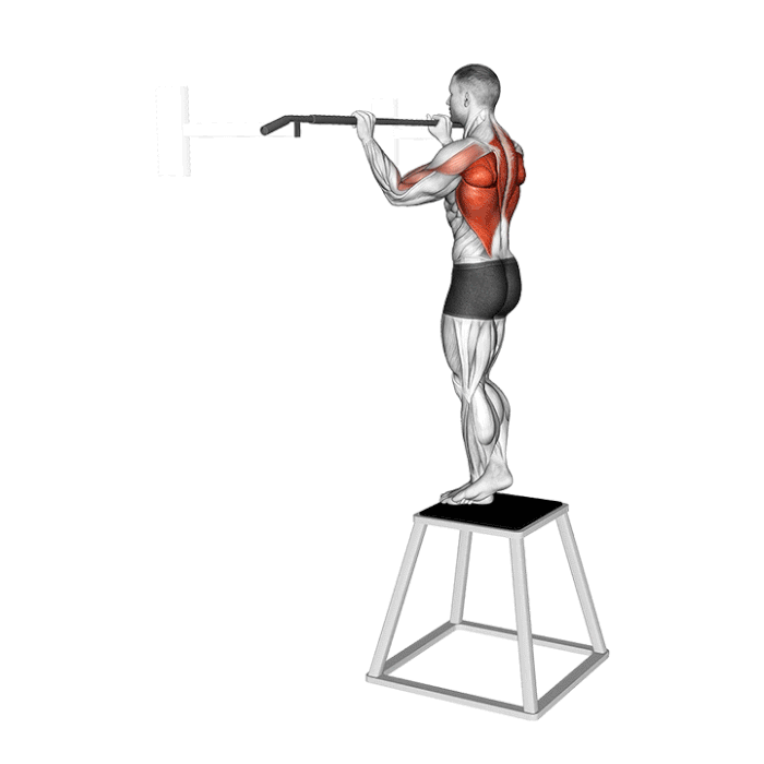 traction negative musculation dos biceps force progression technique exercice