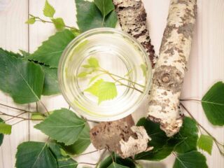 seve de bouleau elixir naturel bienfaits sante detox