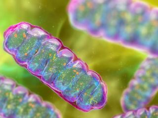 mitochondrie protéine TMEM65 calcium NCLX énergie cellulaire
