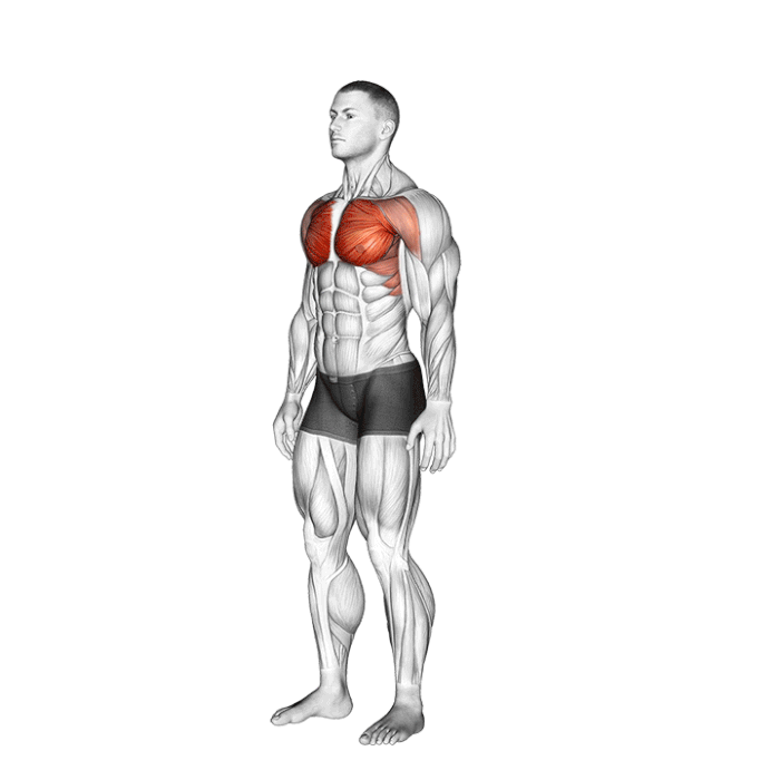 étirement pectoral bras levés