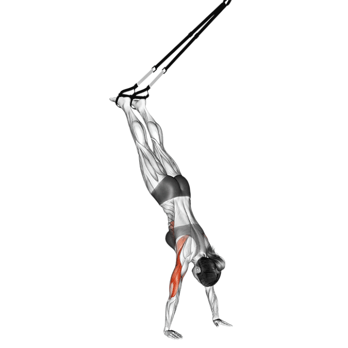 handstand push-up suspendu