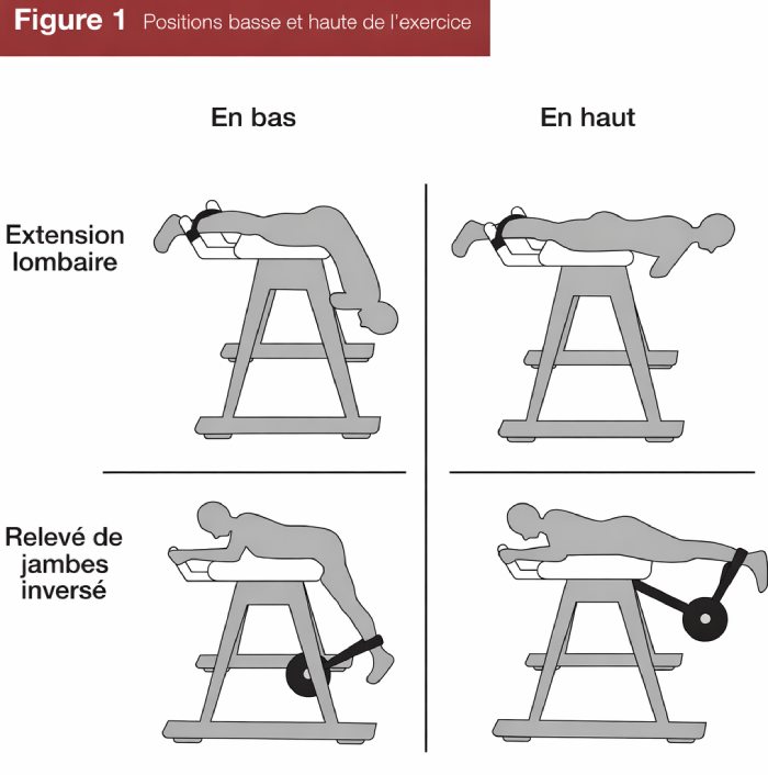 image hyperextension-reverse hyperextension