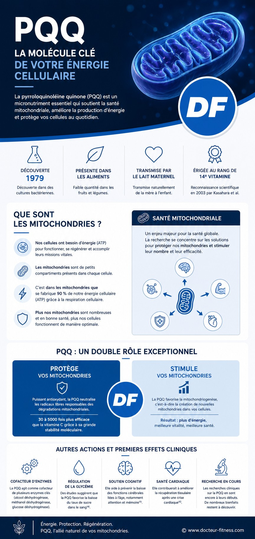 infographie pqq pyrroloquinoleine