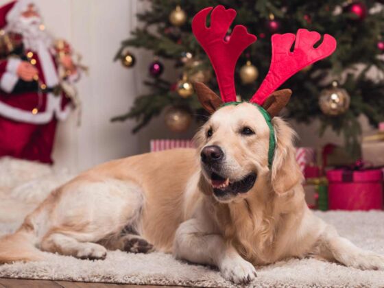 noel solitude avoir chien