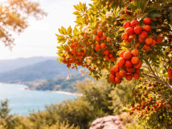 maladies inflammatoires intestin plante reduire inflammation