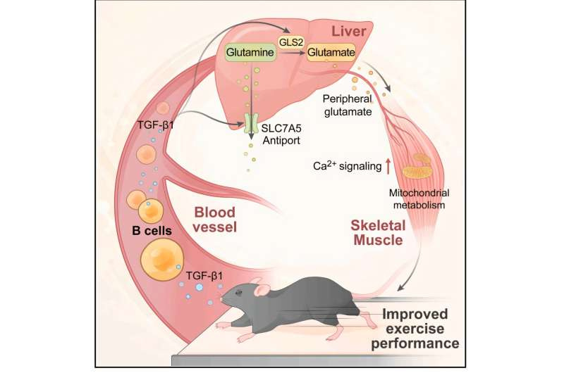b cells that fight inf