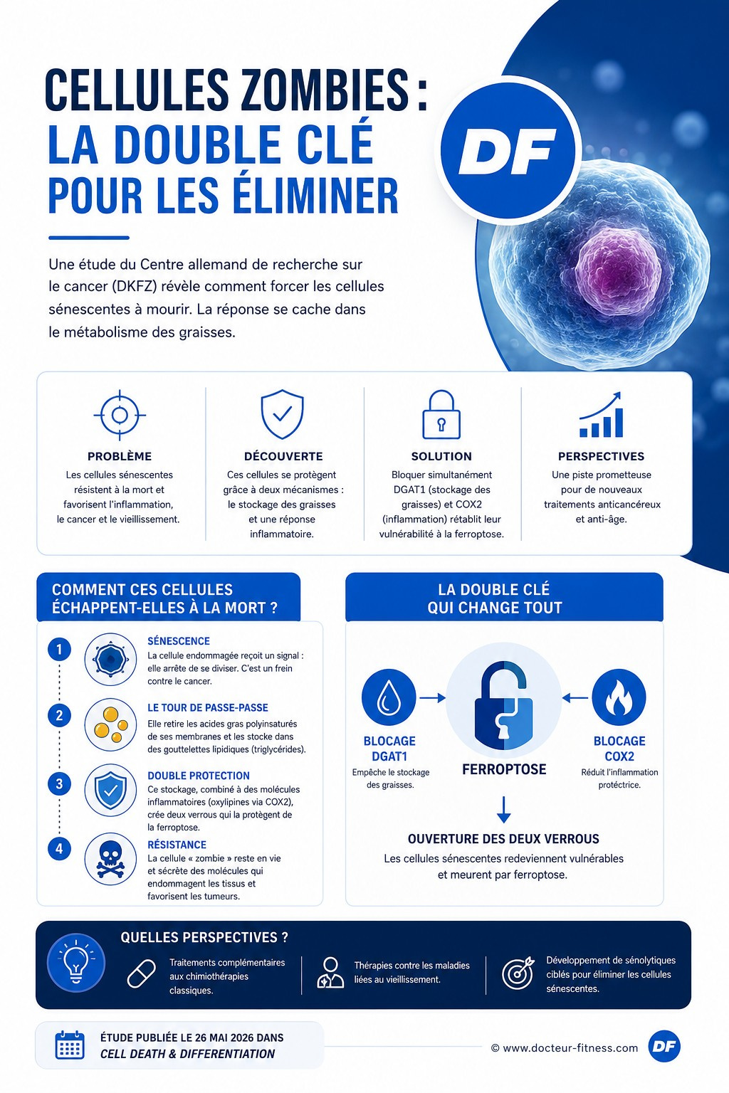 infographie ces cellules zombies resistent a la mort en stockant du gras