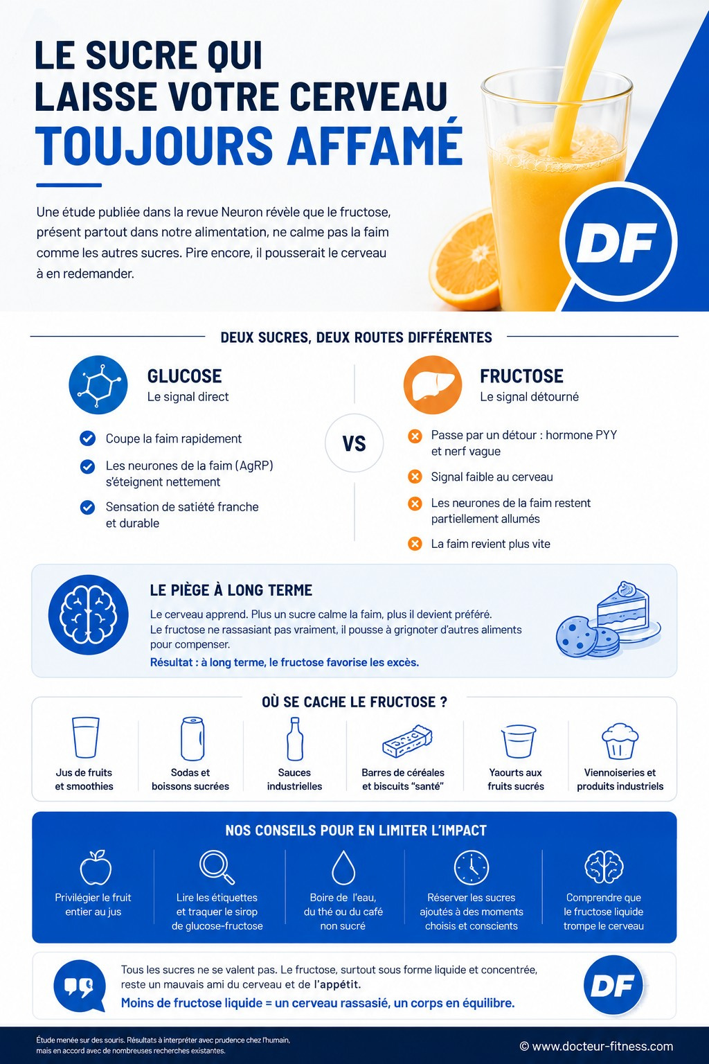 infographie fructose cerveau un signal satiete plus faible