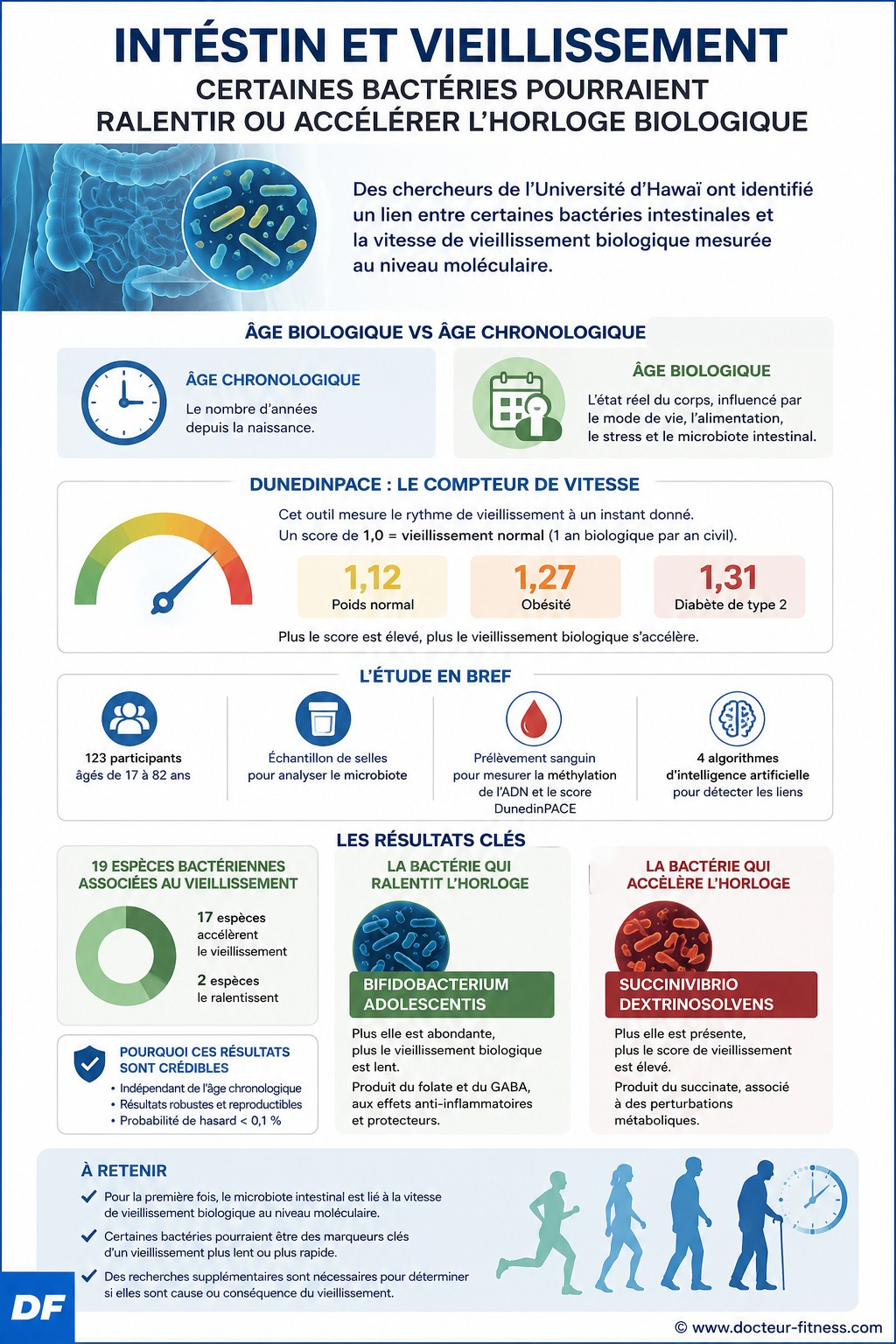 infographie vieillissement une bacterie intestinale ralentit horloge