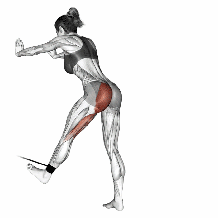 Extension de la hanche avec élastique buste penché : animation du mouvement