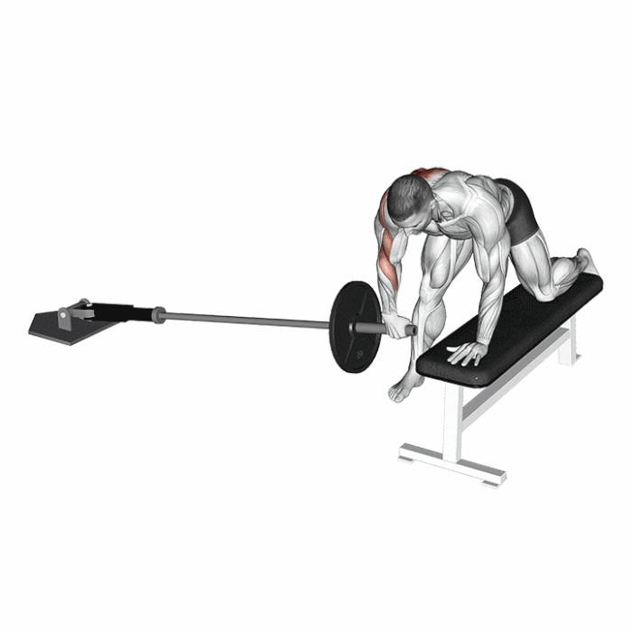 Rowing unilatéral à la landmine avec appui sur banc : animation du mouvement